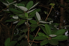 Daphniphyllum neilgherrense